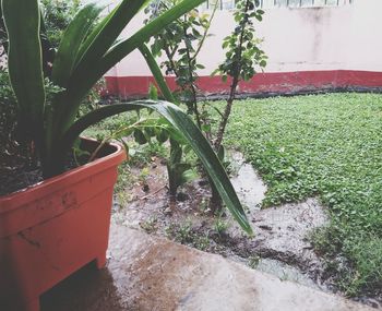 plant