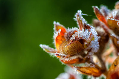 Close-up of insect on flower