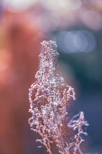 Close-up of plant