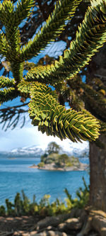 Close-up of plants by sea