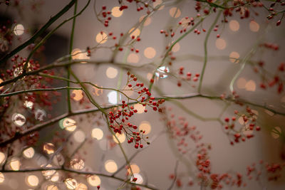 Low angle view of white flowering tree