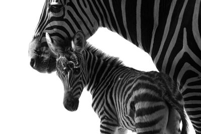 Side view of a zebra