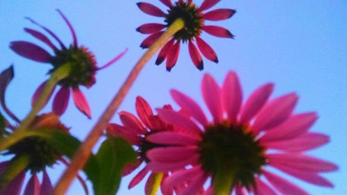 Low angle view of pink flowers growing against sky