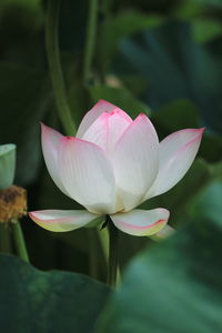 Close-up of pink lotus water lily