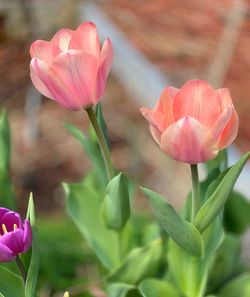 Close-up of pink tulips