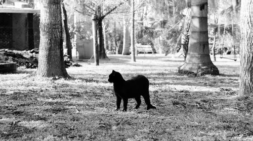 Dog standing on field