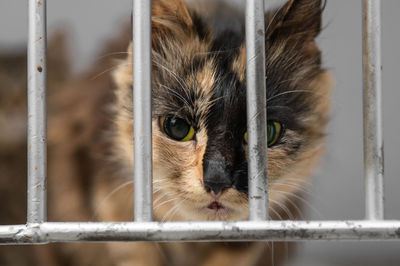 pet