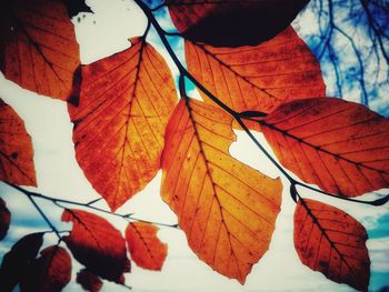 Close-up of autumn leaves against sky