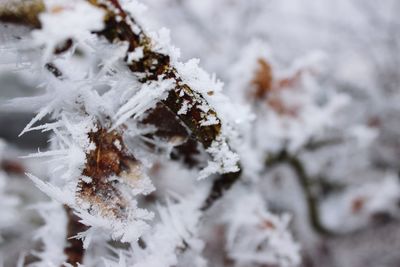 Close-up of frost on frozen tree