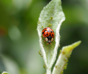 Close-up of ladybug on leaf
