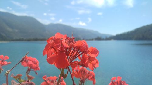 Close-up of red flowering plant against sky