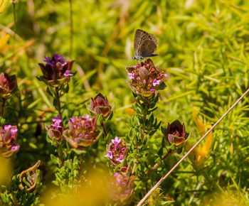 Close-up of purple flowering plants