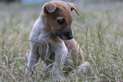 View of a dog on field