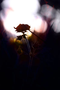 Close-up of plant against blurred background