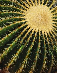 Full frame shot of cactus plant