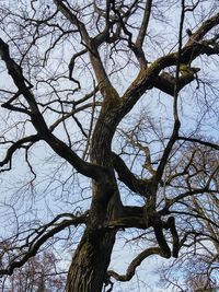 Low angle view of bare tree against sky