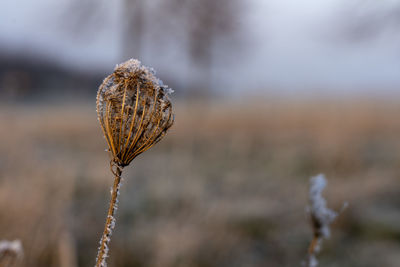 Close-up of dried plant on field