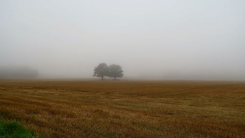 Distance shot of tree on landscape against clear sky