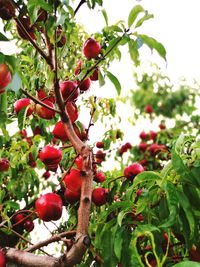 Low angle view of berries growing on tree