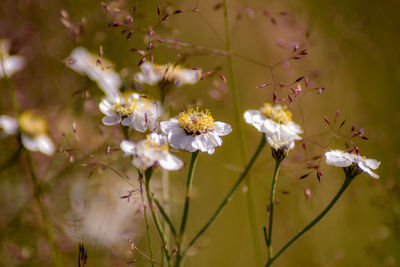 Close-up of white flowering plant