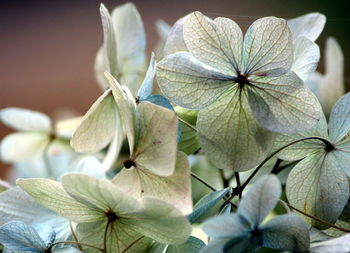 Close-up of flowers