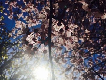 Low angle view of trees