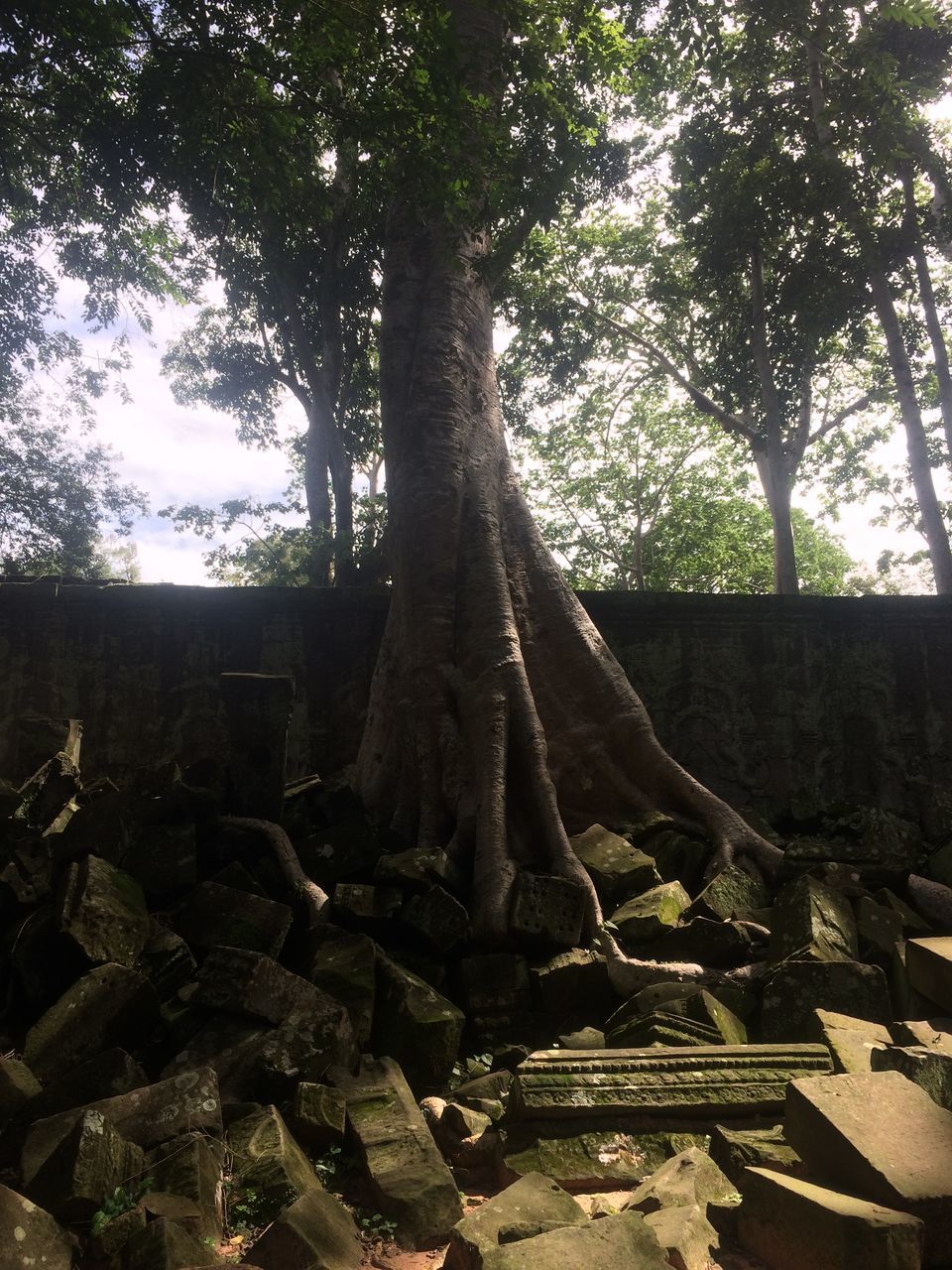 STACK OF TREE TRUNKS IN FOREST