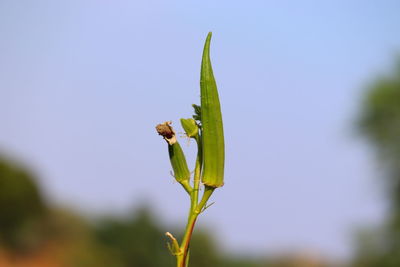 Close-up of flowering plant