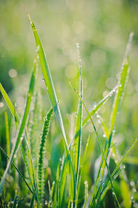 Close-up of wet grass