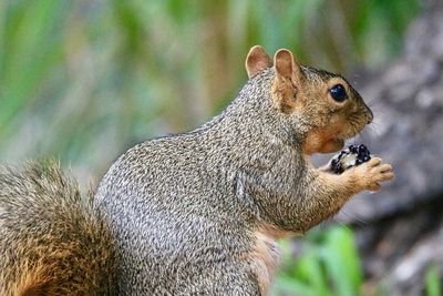 Close-up of squirrel eating outdoors
