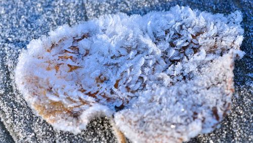 Close-up of frozen ice