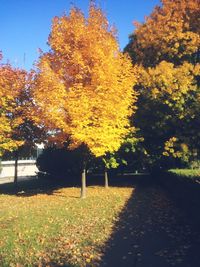 Trees against sky during autumn