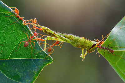 Close-up of ant on leaf