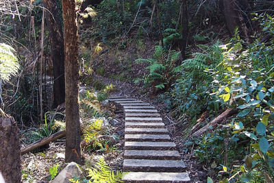 Stairs amidst trees in forest