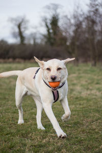 Portrait of dog carrying ball in mouth while running on field