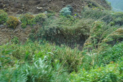 Plants growing on land