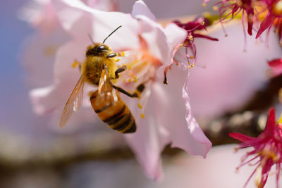 Close-up of bee pollinating on flower