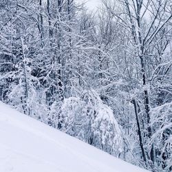 Full frame shot of snow covered tree