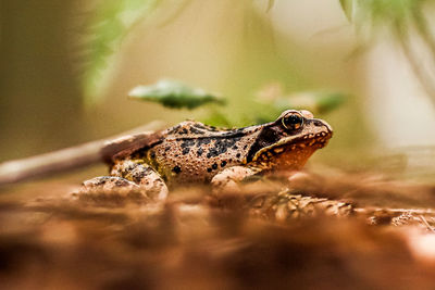 Close-up side view of a frog