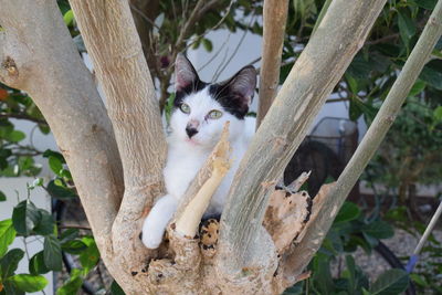 Portrait of cat on tree trunk