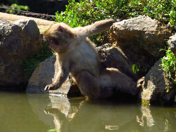 Monkey sitting on rock by lake