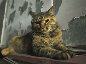 Close-up portrait of cat sitting