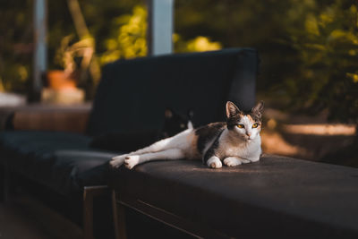 Cat sitting on sofa