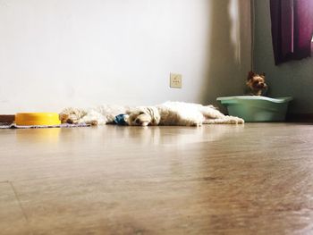 Dogs sleeping on floor at home