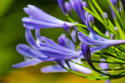 Close-up of purple flowering plant