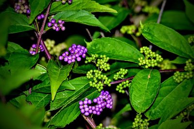 Close-up of plants