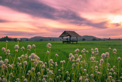 Scenic view of field against sky during sunset