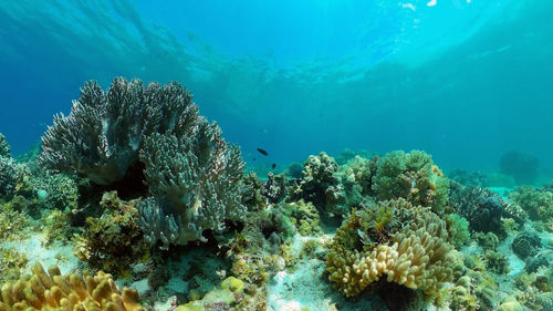 Coral reef underwater with fishes and marine life. coral reef and tropical fish. philippines.