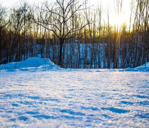 Trees in forest during winter