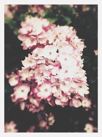 Close-up of pink flowers